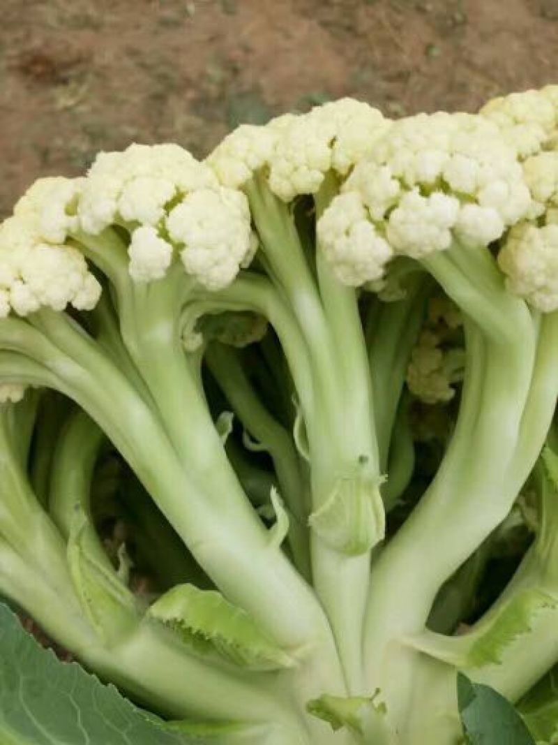 白面青梗有机花大量有货