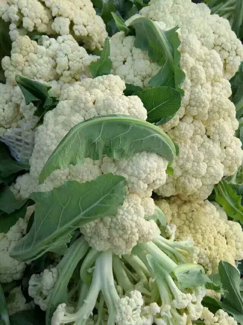 白面青梗有机花大量有货
