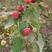 南方北方抗双季红树莓苗四季红树莓哈瑞当年结果树苗种植包邮