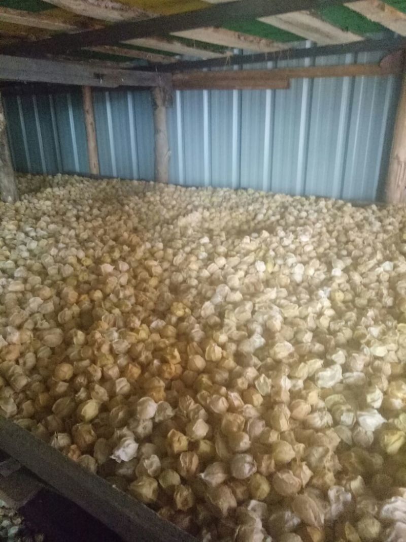 灯笼果2~3g灯笼果，人参果，黄菇娘，黄金豆，含羞果