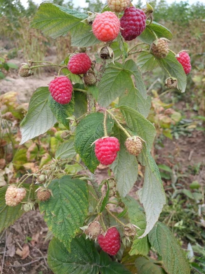 南方北方抗双季红树莓苗四季红树莓哈瑞当年结果树苗种植包邮