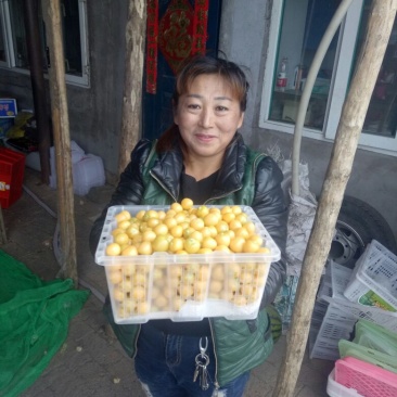 灯笼果2~3g灯笼果，人参果，黄菇娘，黄金豆，含羞果