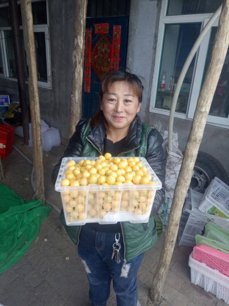 灯笼果2~3g灯笼果，人参果，黄菇娘，黄金豆，含羞果