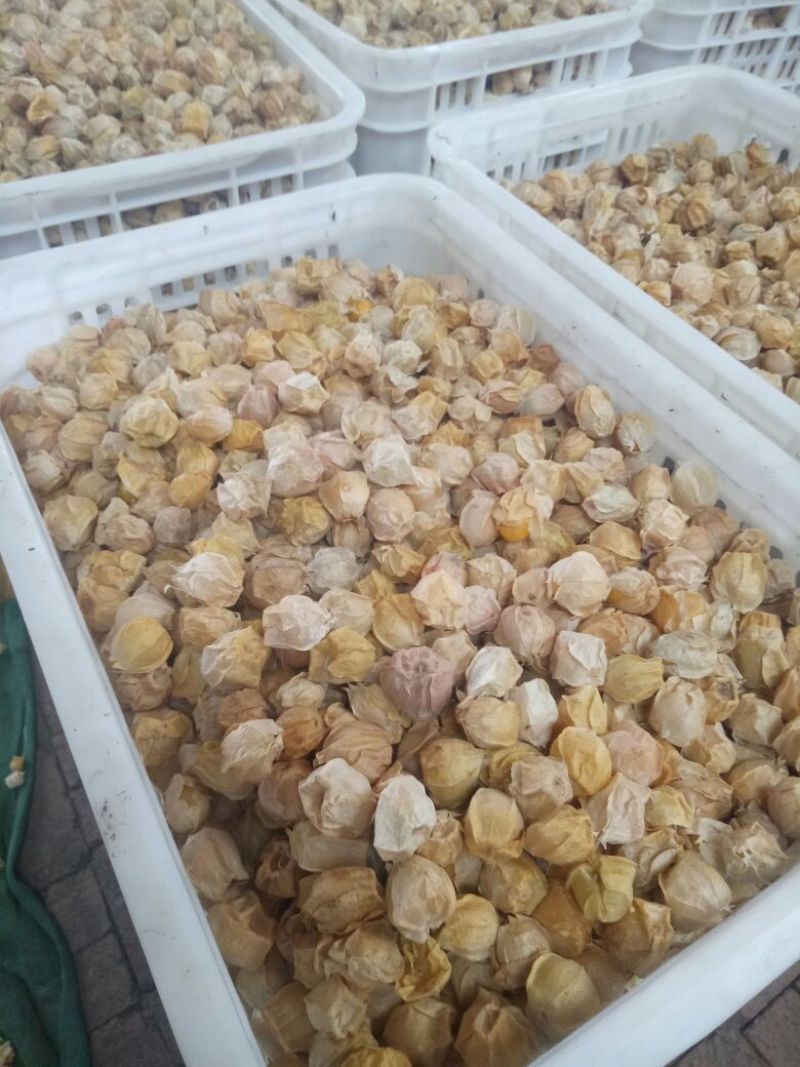灯笼果2~3g灯笼果，人参果，黄菇娘，黄金豆，含羞果