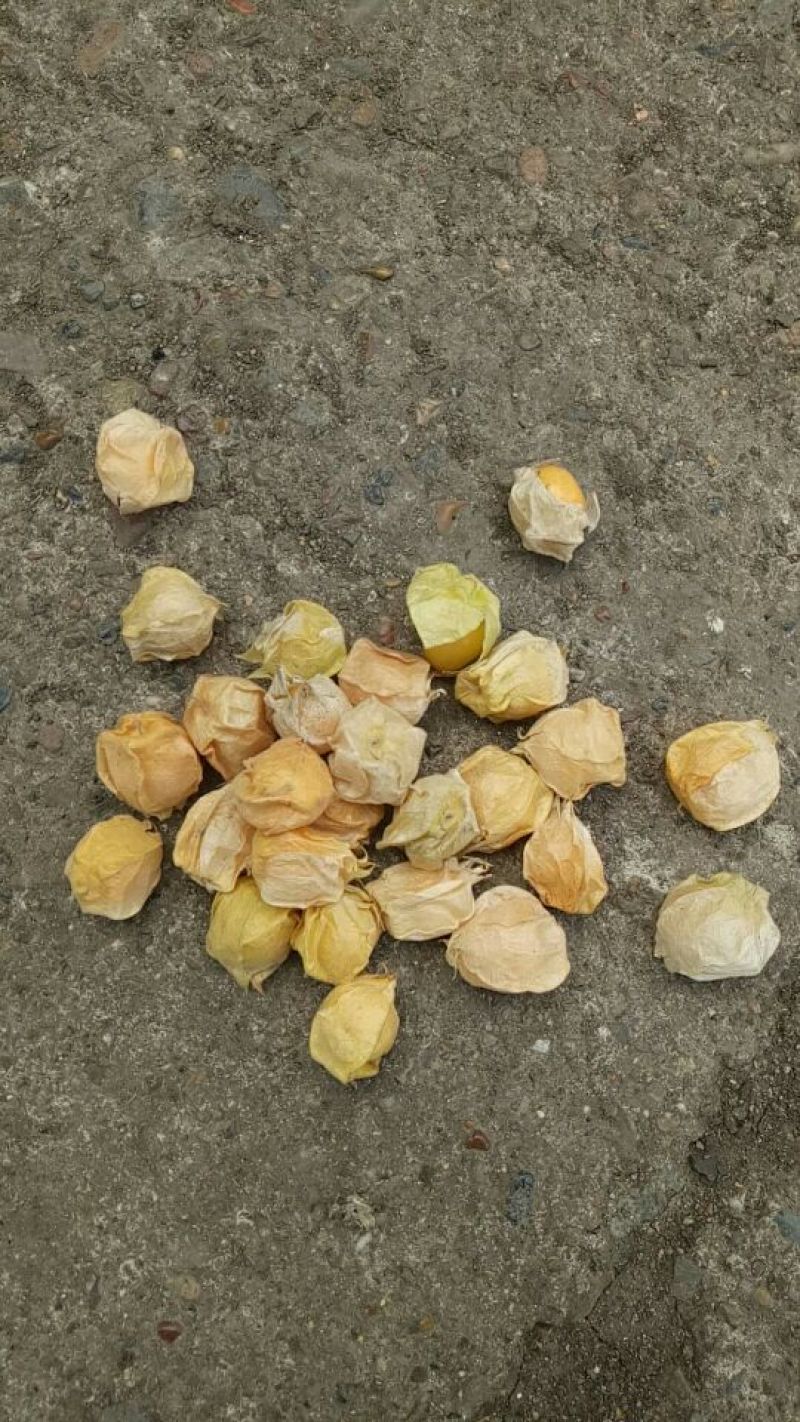 灯笼果2~3g灯笼果，人参果，黄菇娘，黄金豆，含羞果