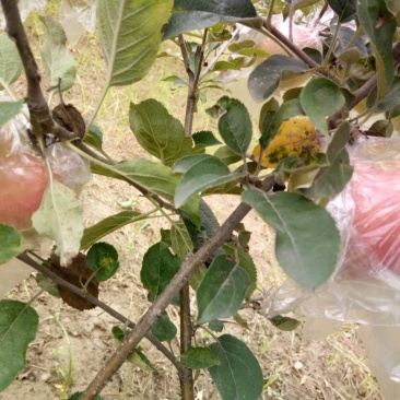 花冠苹果70以上膜袋