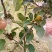 花冠苹果70以上膜袋