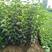 柿子树苗50~80cm包品种包成活死苗补发