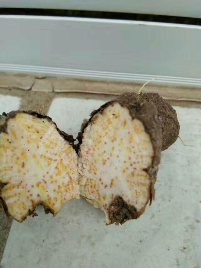 苍术种子