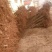 火炬苗规格一年苗30~50cm，二年苗地径3公分内