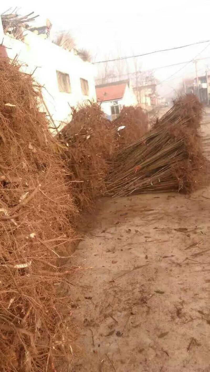 火炬苗规格一年苗30~50cm，二年苗地径3公分内