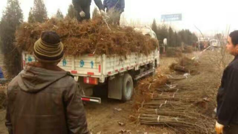 北美绚丽海棠苗