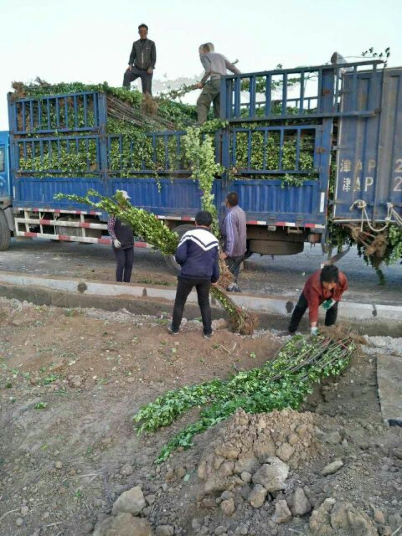 北美绚丽海棠苗