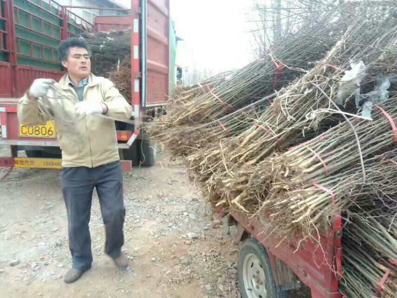 北美绚丽海棠苗