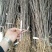 北美绚丽海棠苗