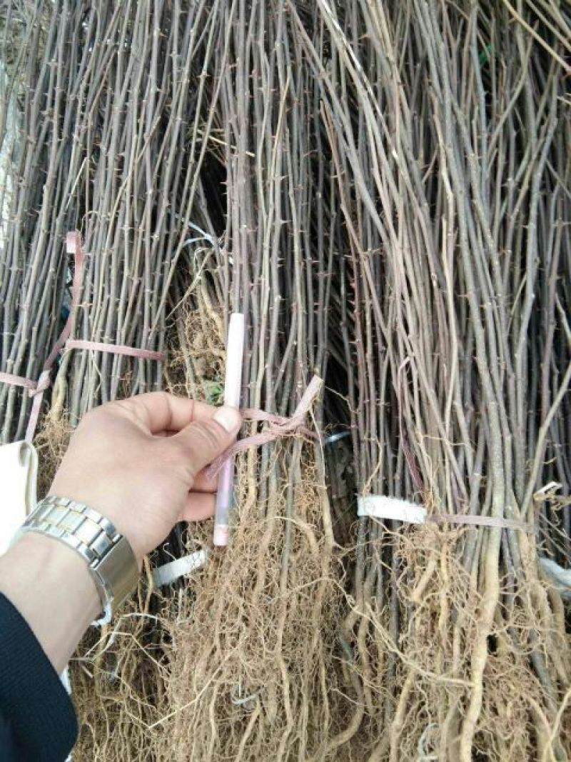北美绚丽海棠苗