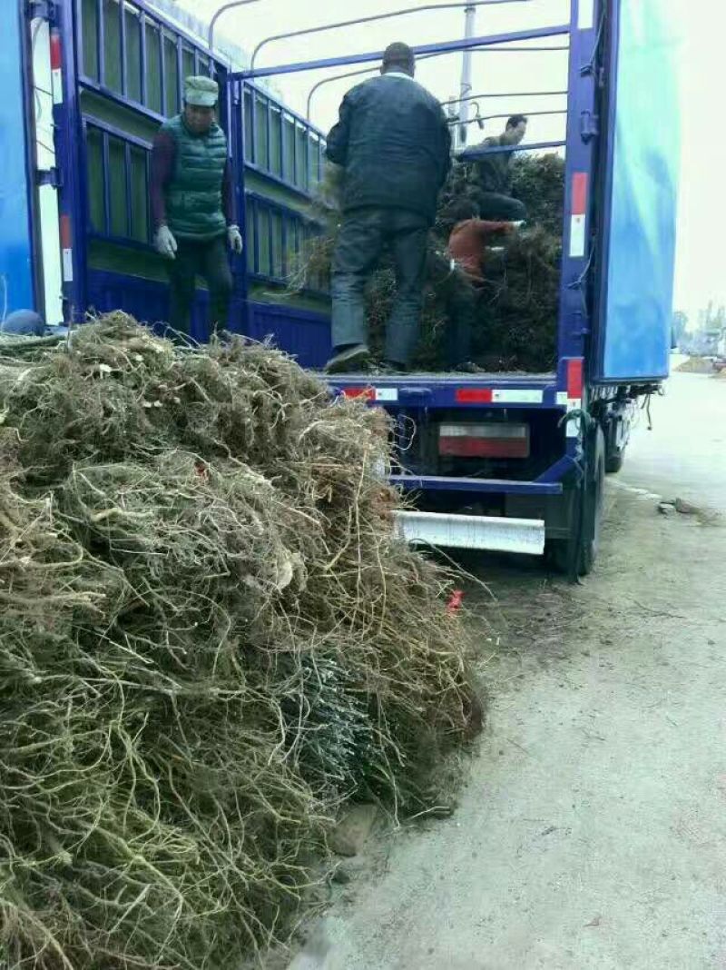 北美绚丽海棠苗