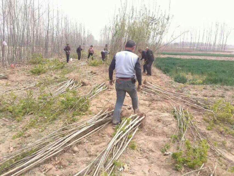 北美绚丽海棠苗