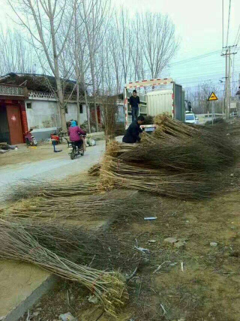 苦楝树苗200~250cm