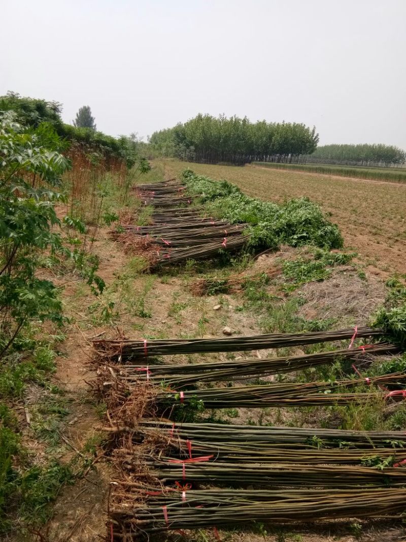 苦楝树苗200~250cm
