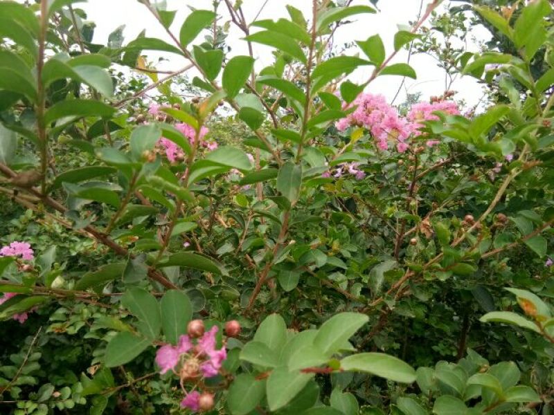 紫薇1米以下2cm以下2.5~3米