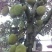 菠萝苗1年