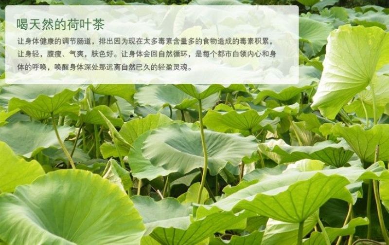 荷叶茶一级