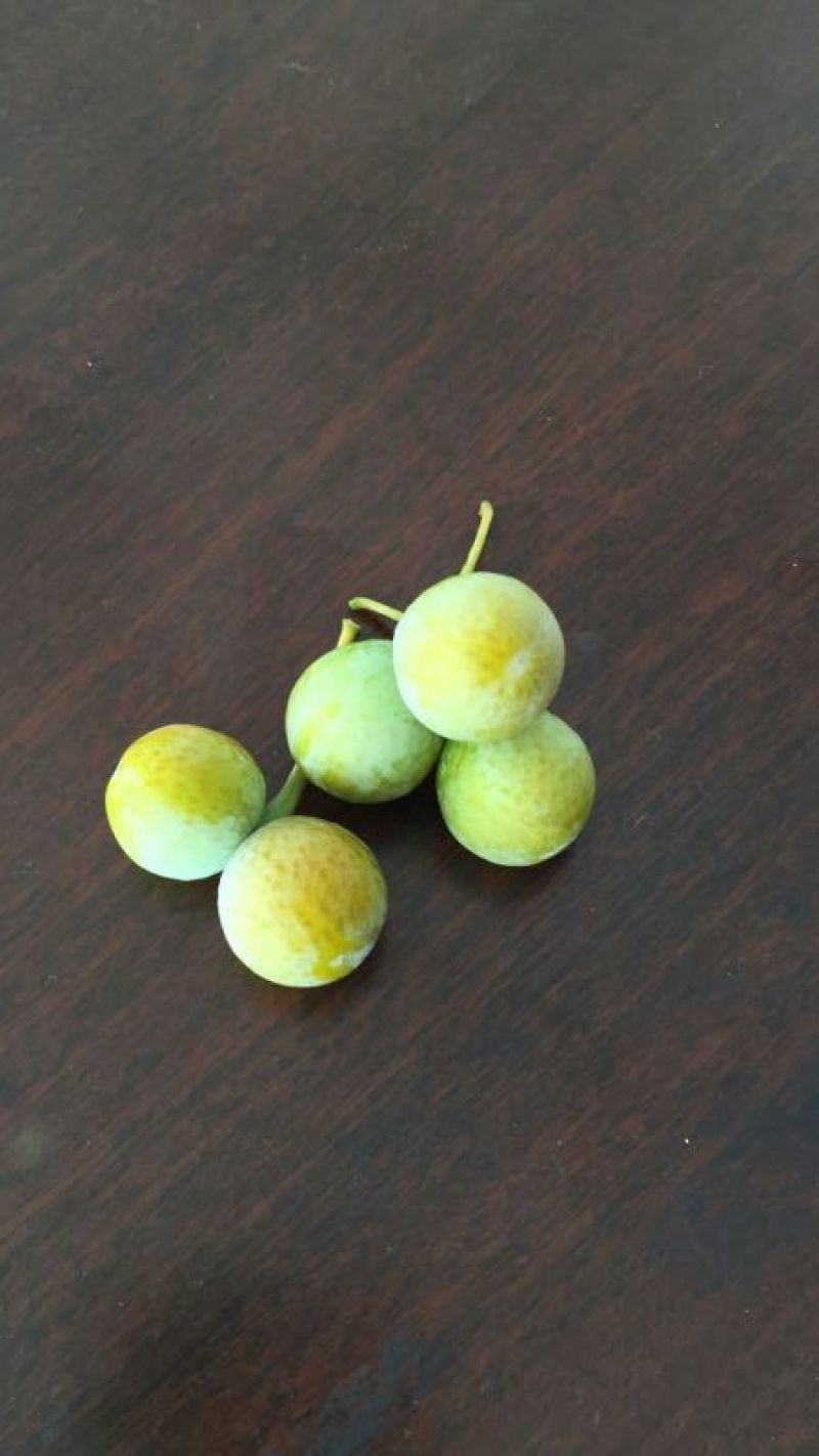 银杏果