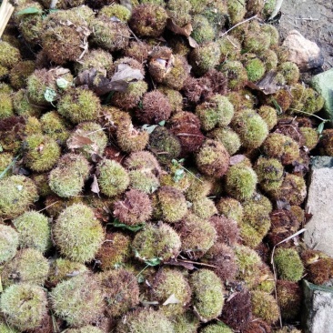 罗田板栗菜栗种中栗