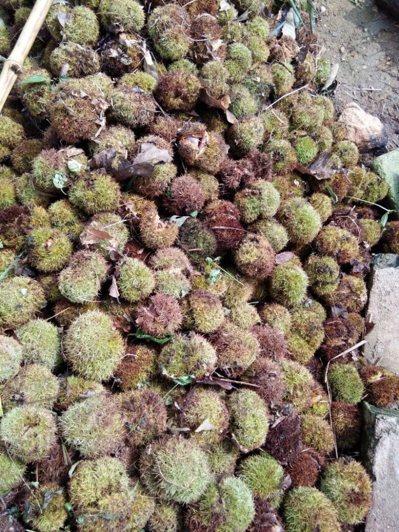 罗田板栗菜栗种中栗