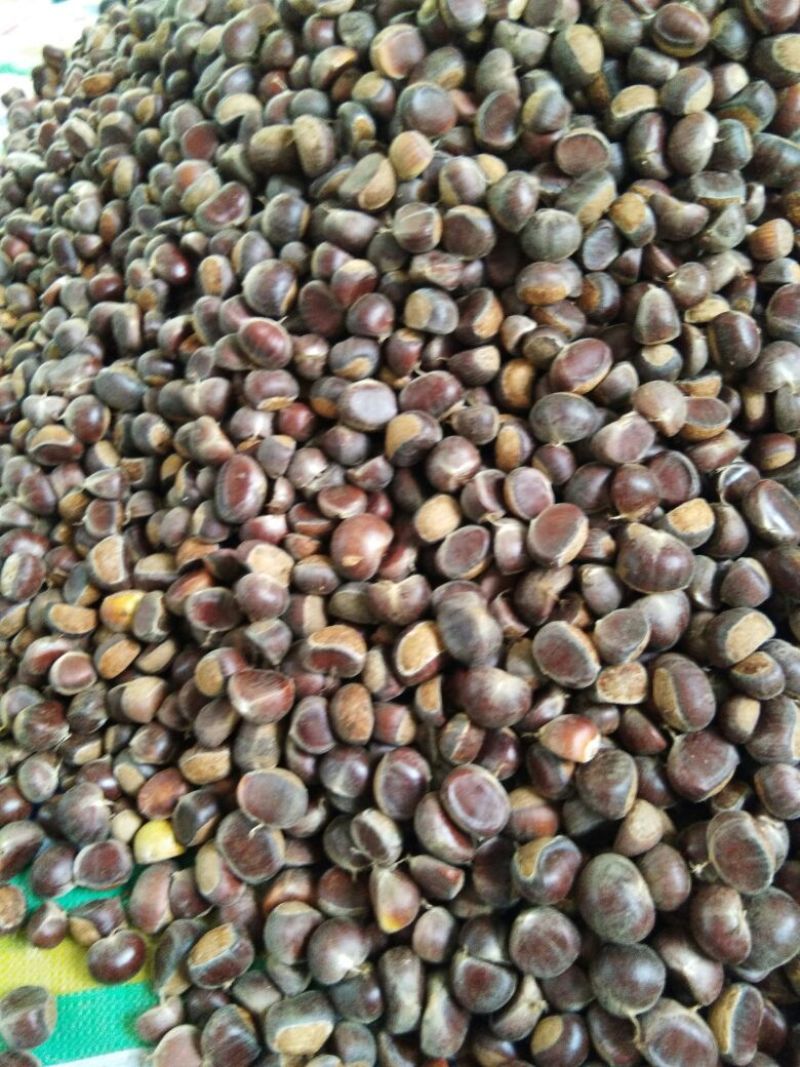 罗田板栗菜栗种中栗