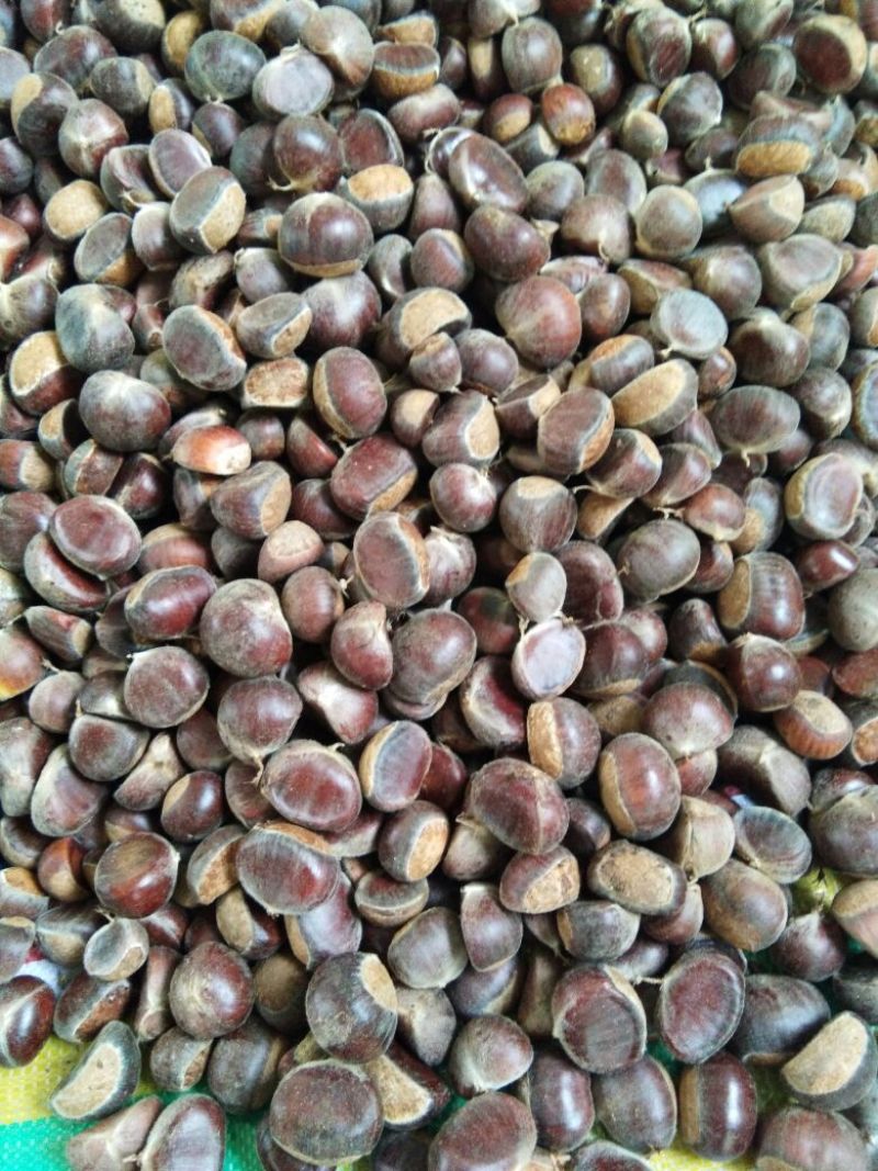 罗田板栗菜栗种中栗