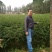 花椒种子