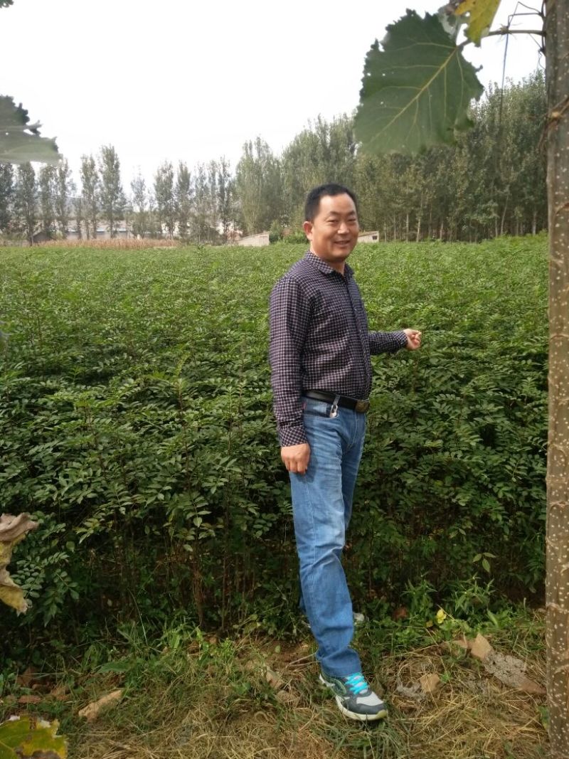 花椒种子