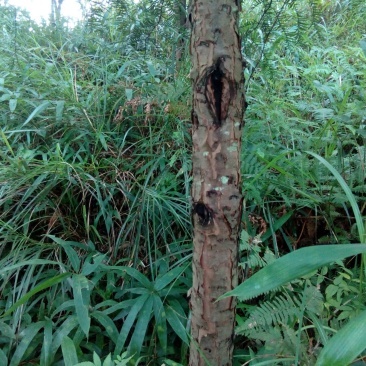 红豆树10~20cm