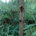红豆树10~20cm