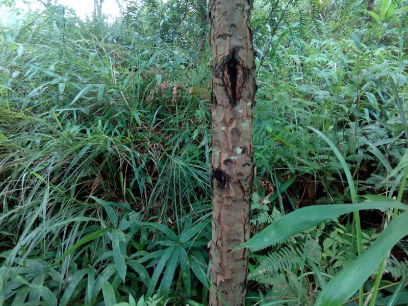 红豆树10~20cm