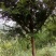 红豆树10~20cm