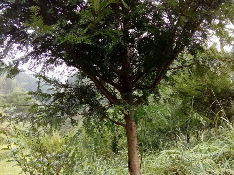 红豆树10~20cm