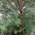 红豆树10~20cm