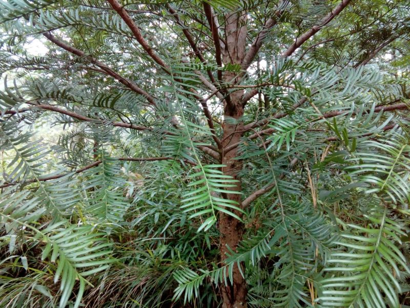 红豆树10~20cm
