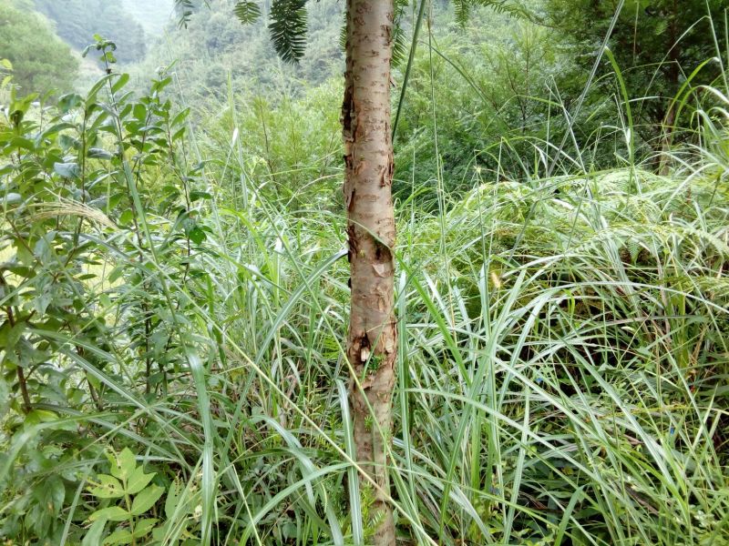 红豆树10~20cm
