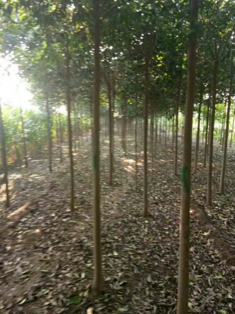 大叶女贞4cm以下