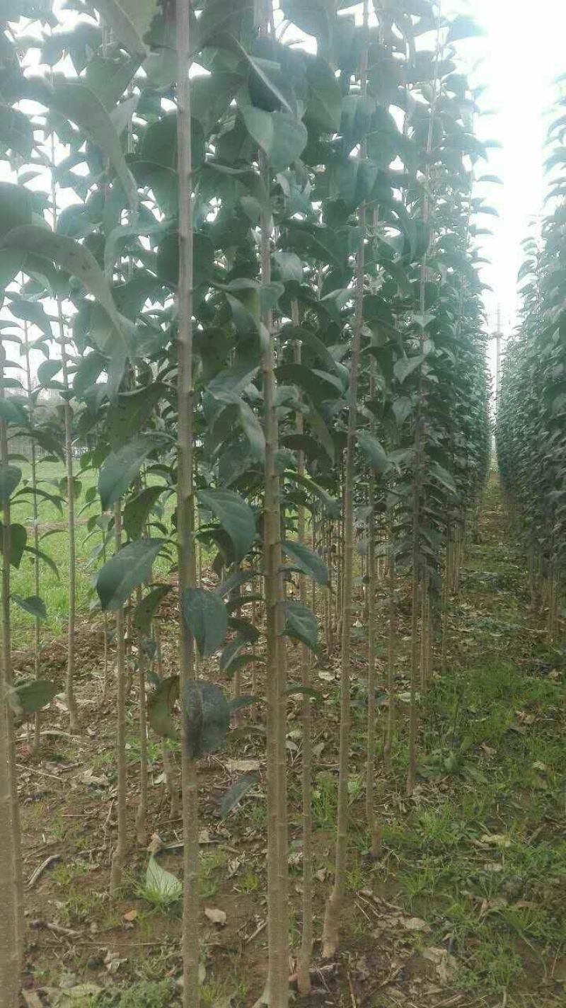 大叶女贞4cm以下