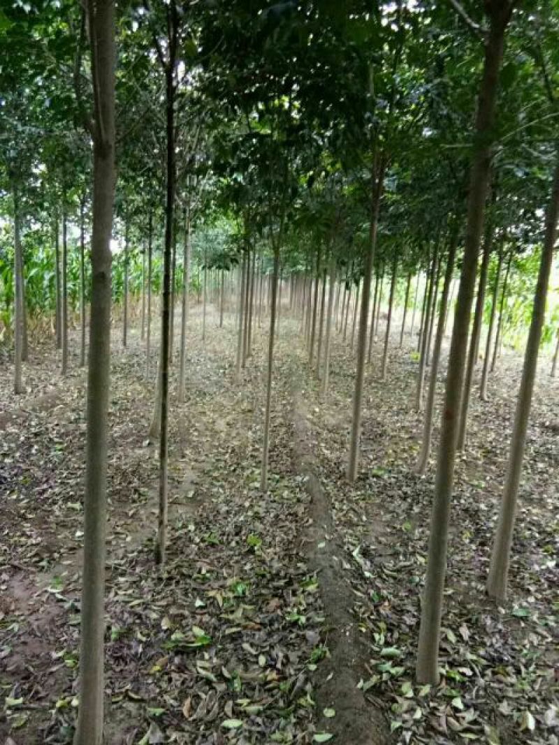 大叶女贞4cm以下
