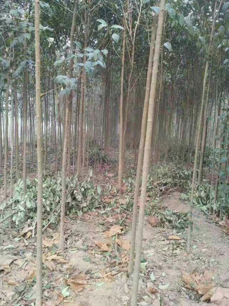 大叶女贞4cm以下