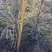 出售华山松山西华山松华山松