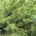 出售华山松山西华山松华山松