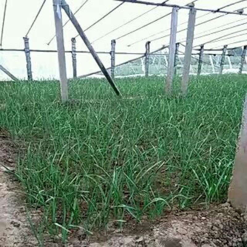 蒜苗50~60cm