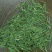 【有好货】湄潭翠芽特级包邮净重100g/袋